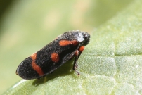 Le Cercope intermdiaire (Homoptre - Cercopidae - Cercopis intermedia)